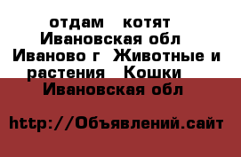 отдам 3 котят - Ивановская обл., Иваново г. Животные и растения » Кошки   . Ивановская обл.